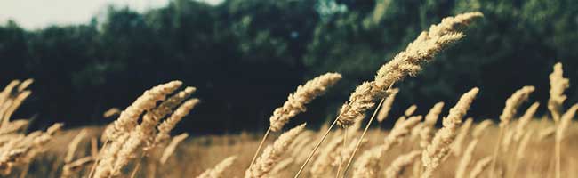 病毒防护的ddos在线网页端